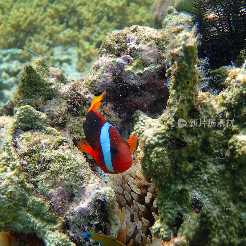 肉桂小丑鱼(Amphiprion melanopus)靠近它的海葵